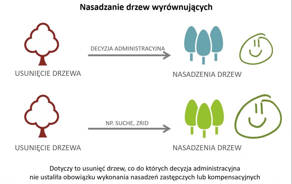 Nasadzenia drzew