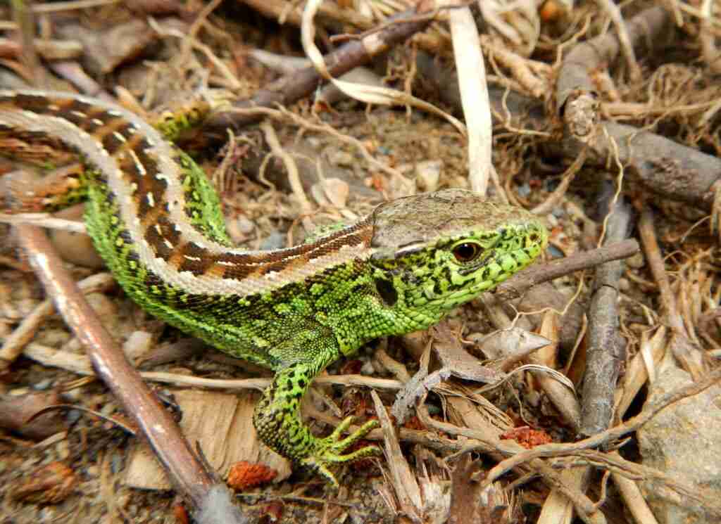 Fot. Aleksandra Kolanek, TH NATRIX