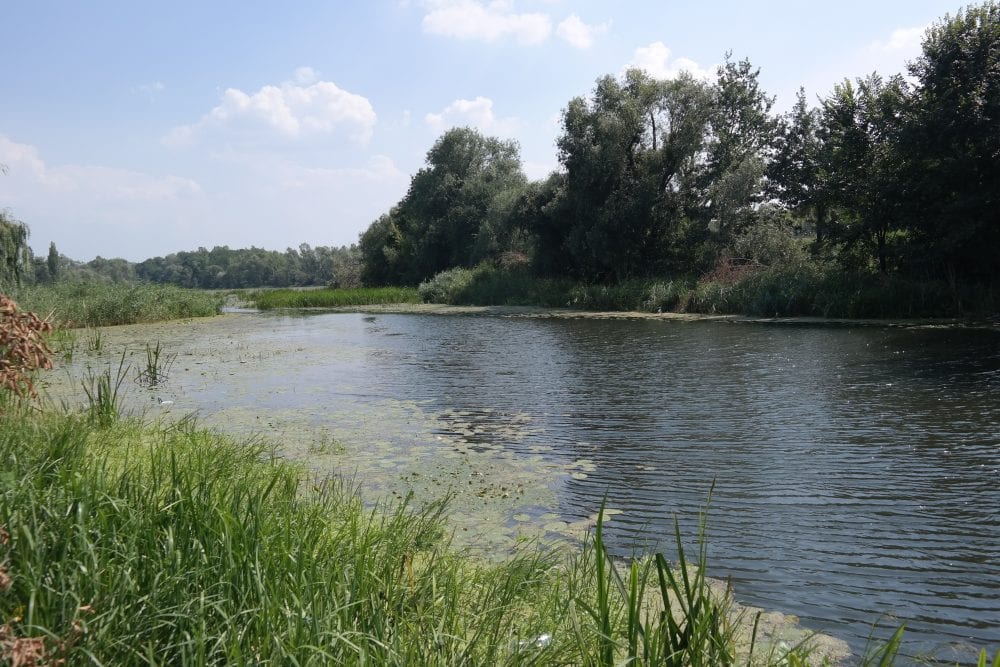 Wrocław chce być Zieloną Stolicą Europy. Realne działania czy zagrywka PR-owa?