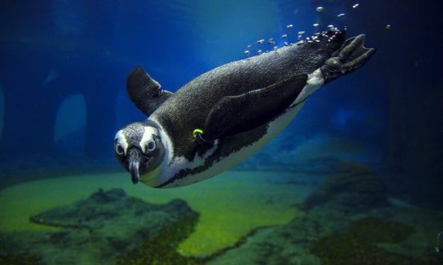 Tańczący z pingwinami