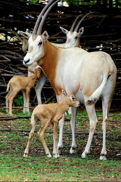 Jak wrocławskie ZOO pracuje na rzecz ochrony zagrożonych gatunków zwierząt?