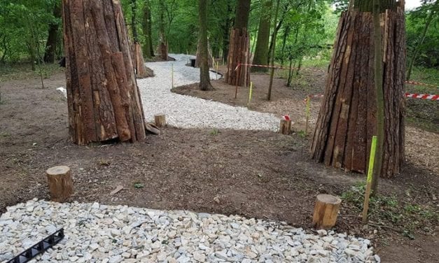 Wyjątkowa ochrona drzew we Wrocławiu ﻿