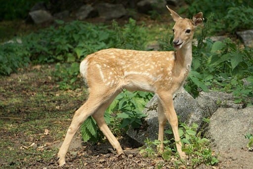 Daniel mezopotamski, przetrwał dzięki ogrodom zoologicznym