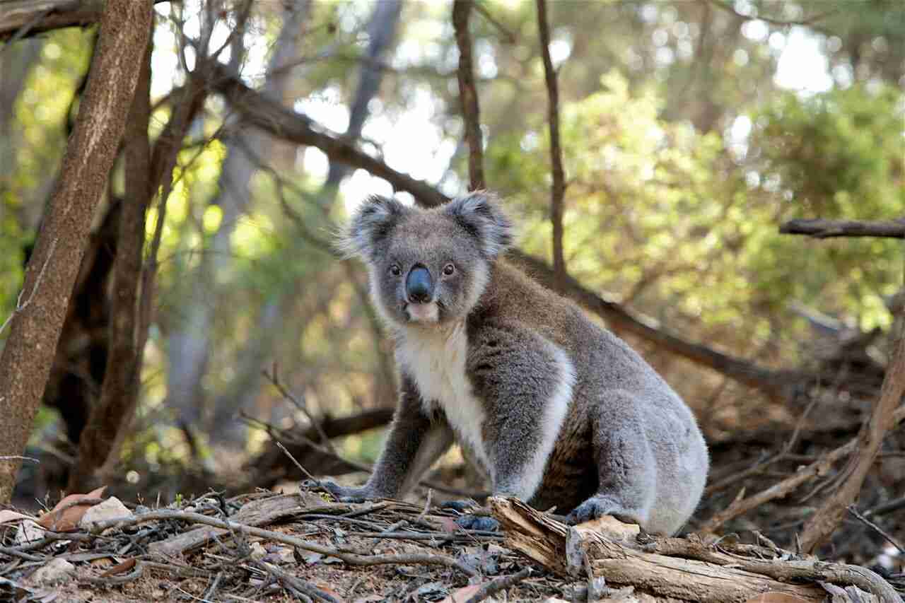 Hydropolis dla Australii