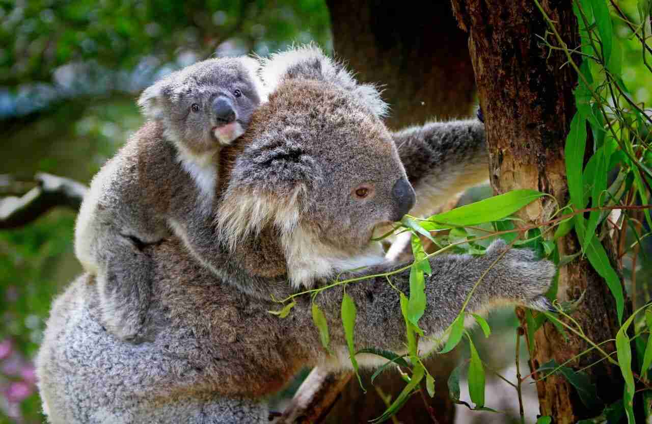 Wrocławskie ZOO z pomocą dla płonącej Australii
