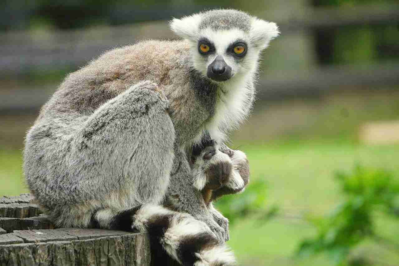 Co działo się w 2019 roku we wrocławskim ZOO?
