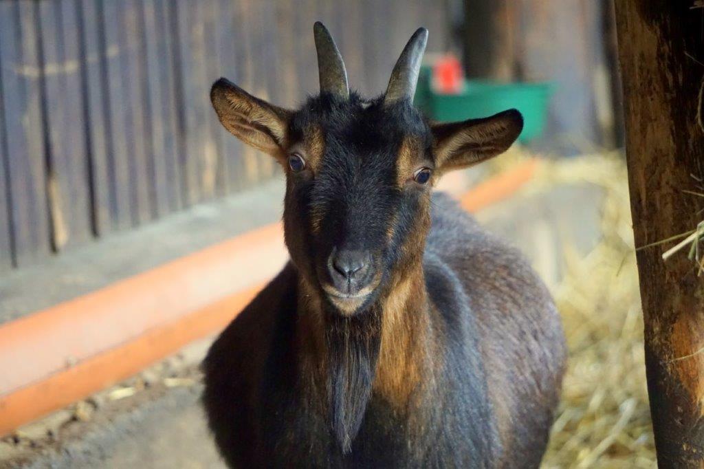 Domowe zoo i wirtualne zwiedzanie Hydropolis