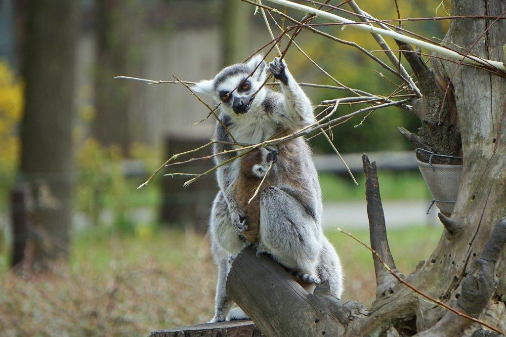 ZOO Wrocław znów otwarte