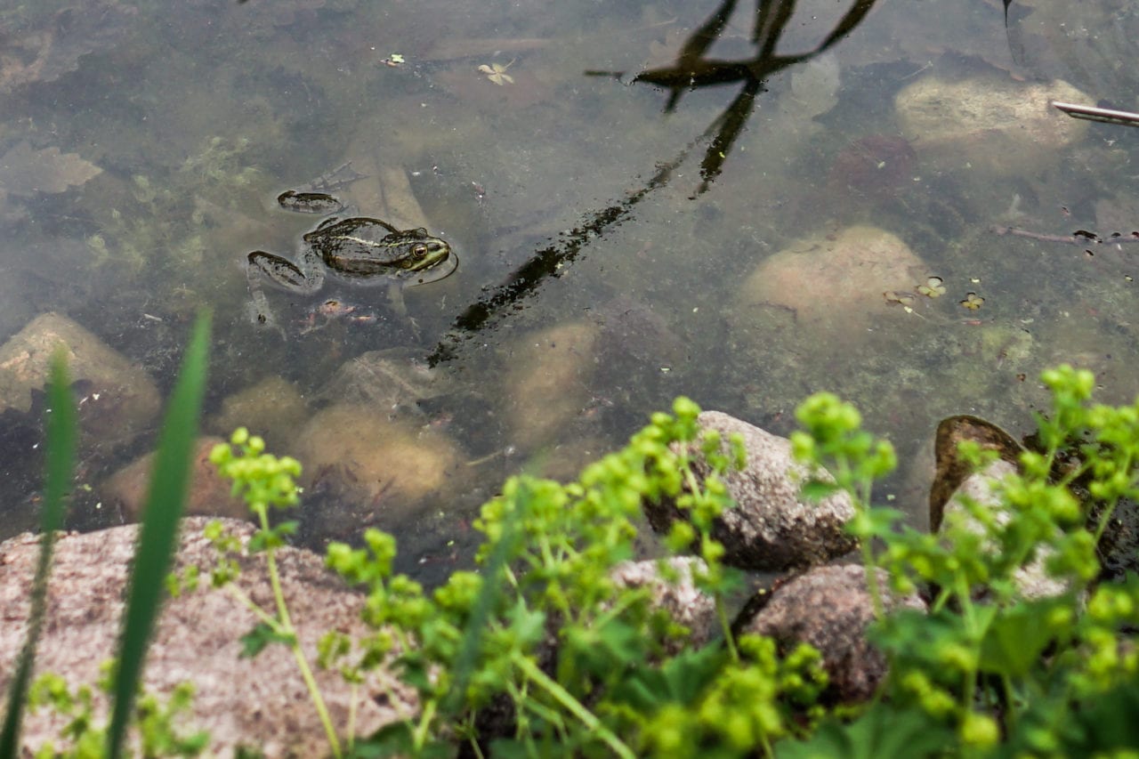 Miasto zarybia stawy, by zwalczać komary. Herpetolodzy: to zagrożenie dla płazów