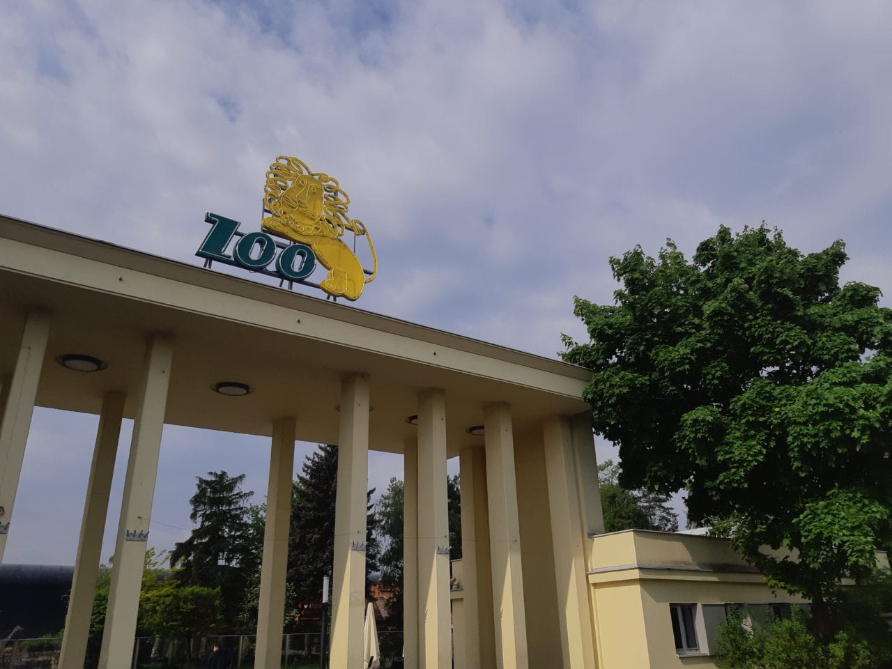 Lew z wrocławskiego ZOO zapowiada przystanek MPK [AUDIO]
