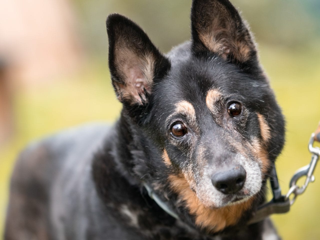 Staruszek Lupus szuka domu [Ekostraż – adopcja]