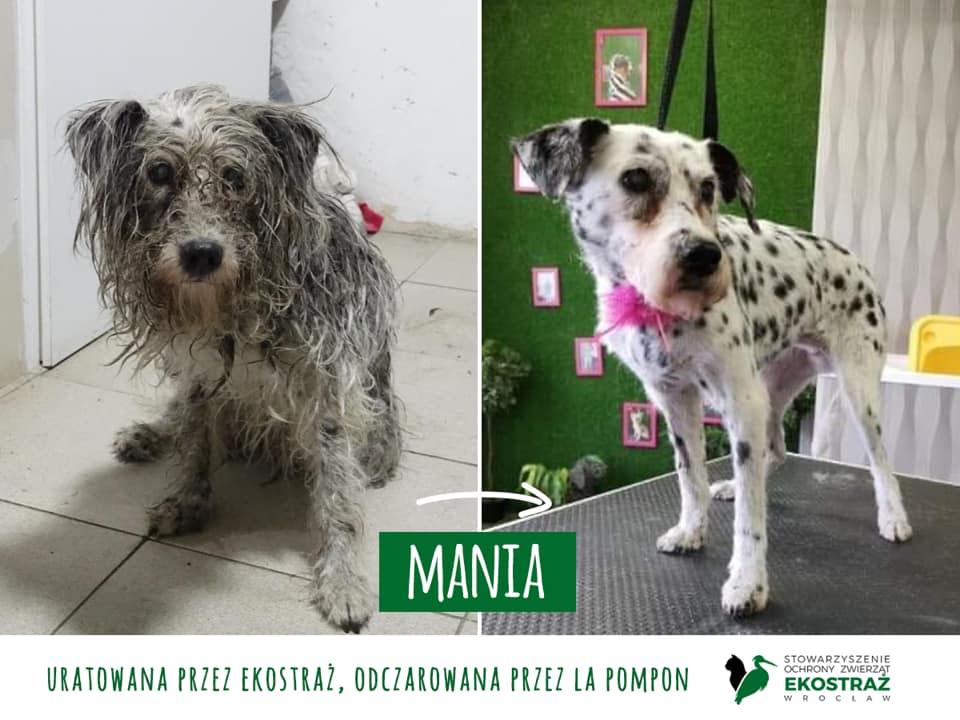 Mania – suczka w centki [EKOSTRAŻ – ADOPCJA]