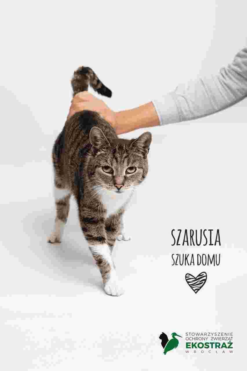 Przygarnij Szarusię [EKOSTRAŻ – ADOPCJA]