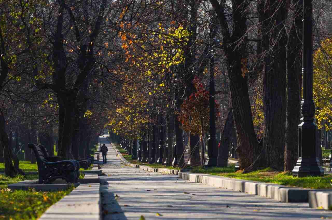 Zielona odżywka dla miasta