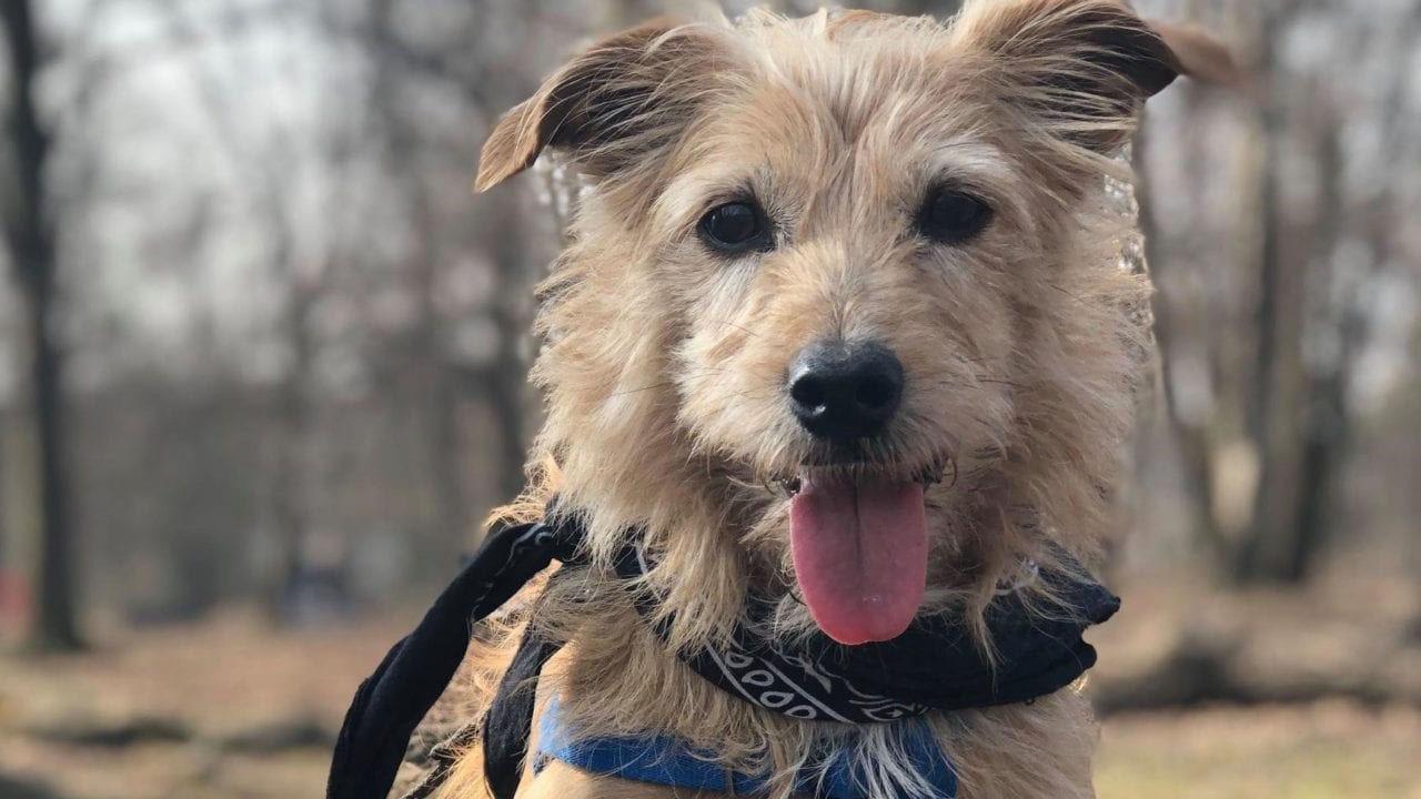 Mika [EKOSTRAŻ – ADOPCJA]