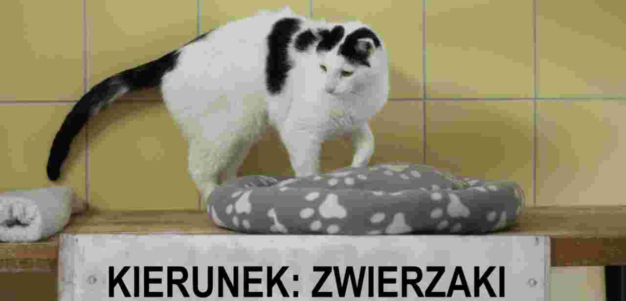 Pomóż zwierzętom, a dostaniesz tablicę z pojazdu MPK [EKOSTRAŻ-ADOPCJA]
