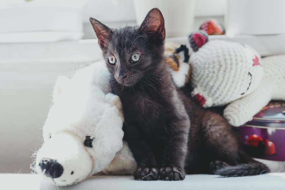 Codziennie ratują zwierzęta. Dziś apelują o pomoc [EKOSTRAŻ-ADOPCJA]