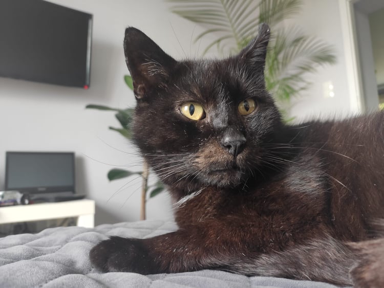 Bonifacy – kot z FIV [EKOSTRAŻ-ADOPCJA]
