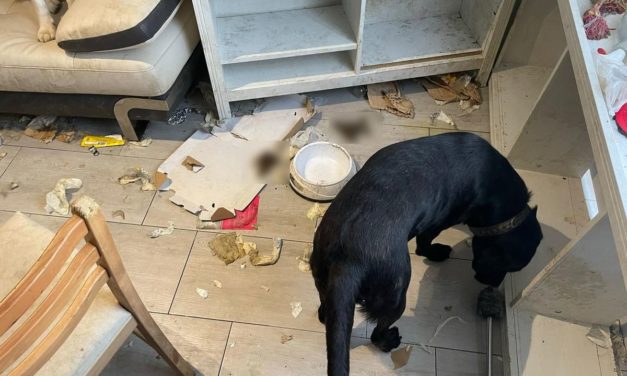 Koszmarne odkrycie w mieszkaniu przy Buforowej. Psy nie miały jedzenia, ani wody [ZDJĘCIA]