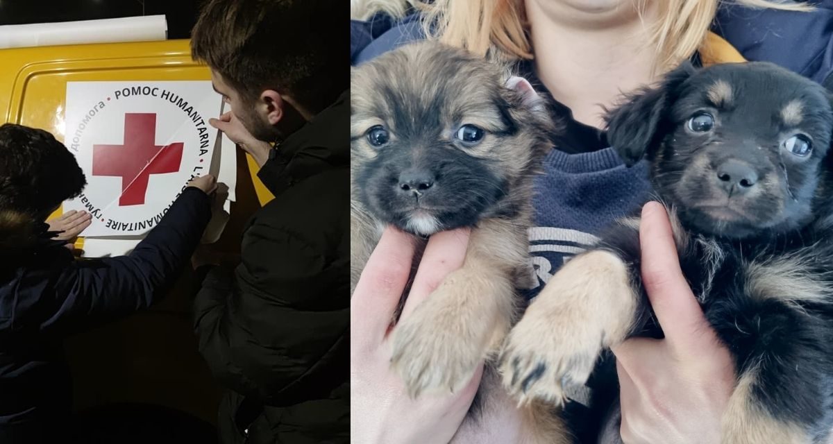 Wrocław: Pomoc dla zwierząt z Ukrainy. Te organizacje prowadzą zbiórki, organizują konwoje i szukają domów dla psów i kotów