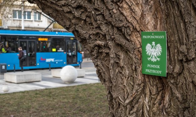 Tabliczki „Proponowany Pomnik Przyrody” na drzewach we Wrocławiu. O co chodzi? [ZDJĘCIA]