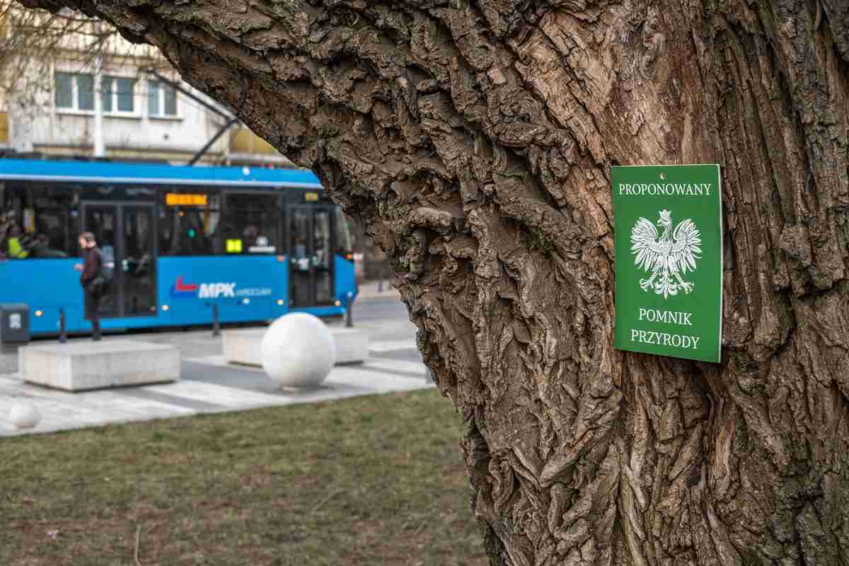 Tabliczki „Proponowany Pomnik Przyrody” na drzewach we Wrocławiu. O co chodzi? [ZDJĘCIA]