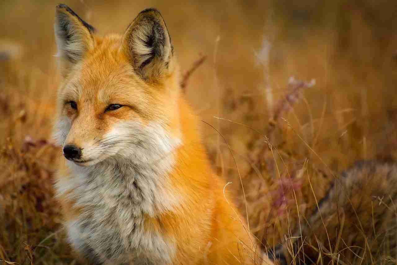 Spacer zoologiczny po Wrocławiu. Z latarkami będą szukać dzikiej zwierzyny w mieście